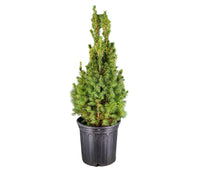 Planter - Dwarf Alberta Spruce - Small
